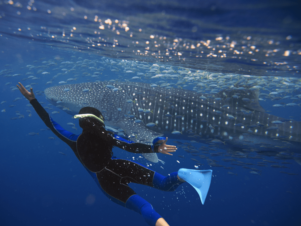 Diver swimming near a whale shark at Whale Island, Vietnam