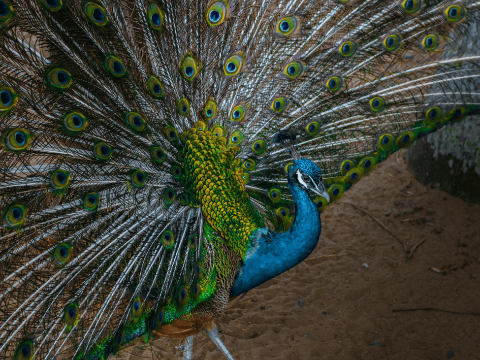 A wildlife safari in Cat Tien National Park.