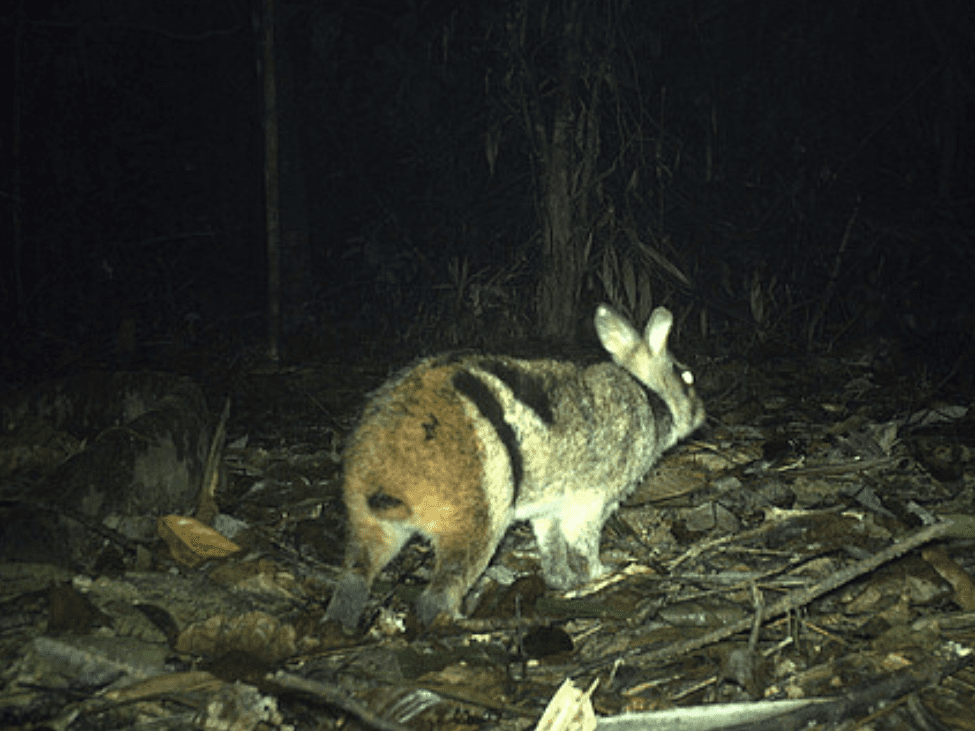 Annamite Striped Rabbit in the wild