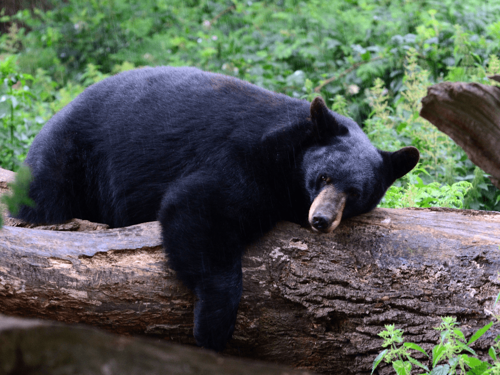 Asian Black Bear roaming in the forest