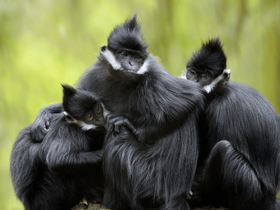 Ha Tinh Langur in its natural habitat