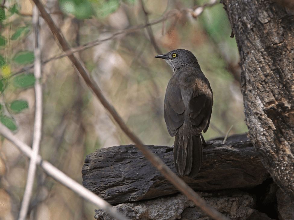 Sooty Babbler perched on a branch