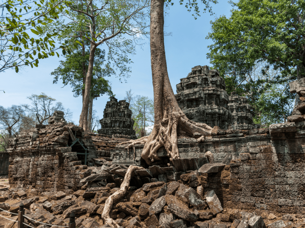 Dense jungle trail leading to Ta Prohm Temple