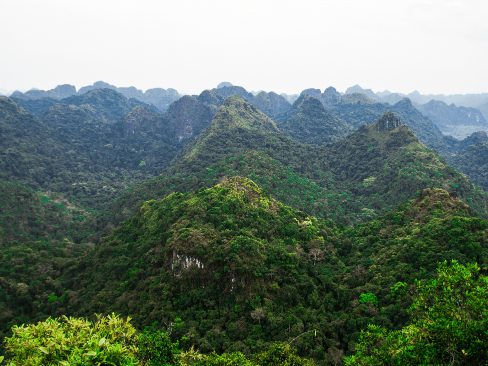 Lush mangroves and wetlands in Cat Ba National Park.