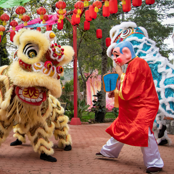 Traditional lion dancers performing in the streets of Hanoi during the Mid-Autumn Festival, bringing joy and good luck.