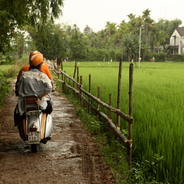 A view from the back of a Vespa, cruising through the lush green fields of Cam Kim Island.