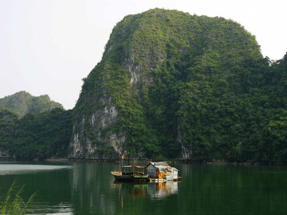 A rare Cat Ba langur in its natural habitat in Cat Ba National Park, Vietnam.