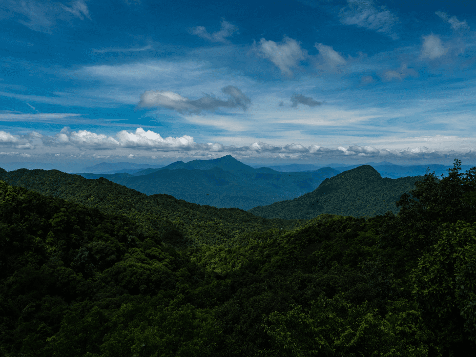 A gibbon moving through the dense forest canopy in Bach Ma National Park, Vietnam.