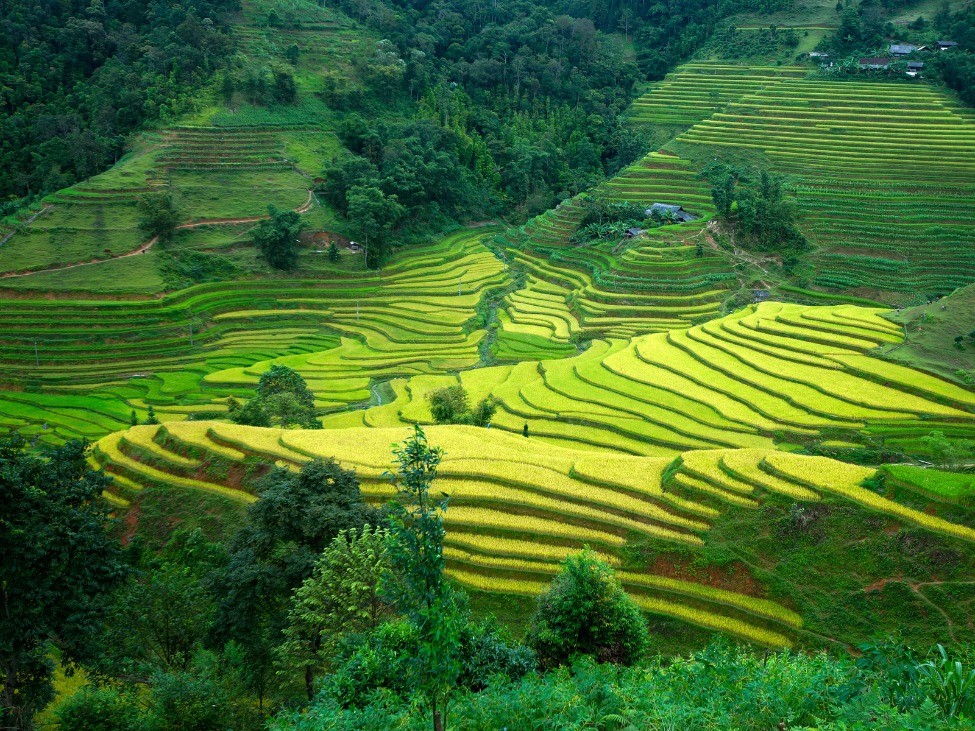 Lush rice terraces and misty mountains of Ha Giang in June.