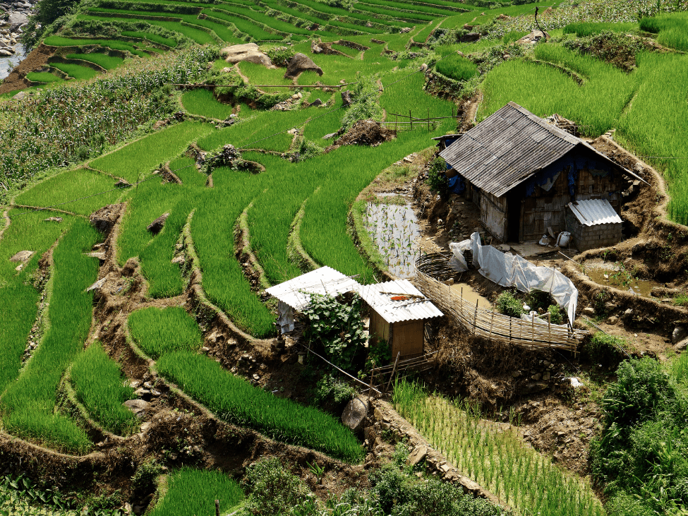 A traditional stilt house homestay in Mai Chau surrounded by lush green rice fields.