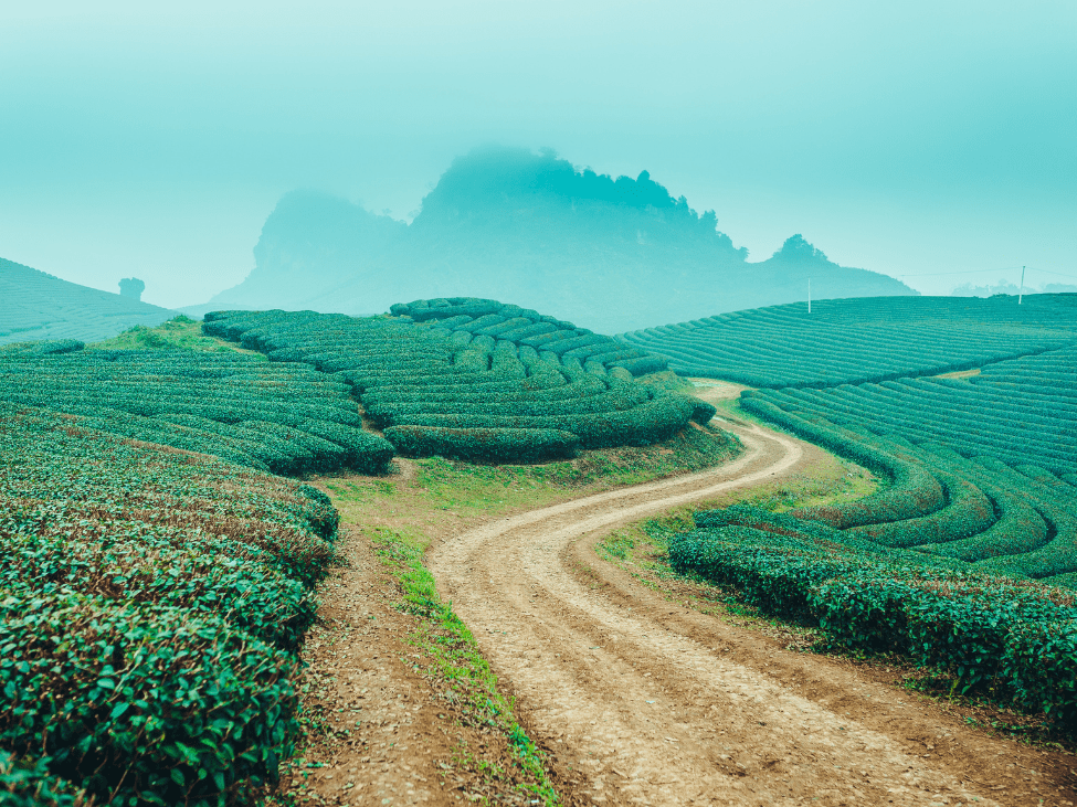 Plum blossoms covering Moc Chau in winter