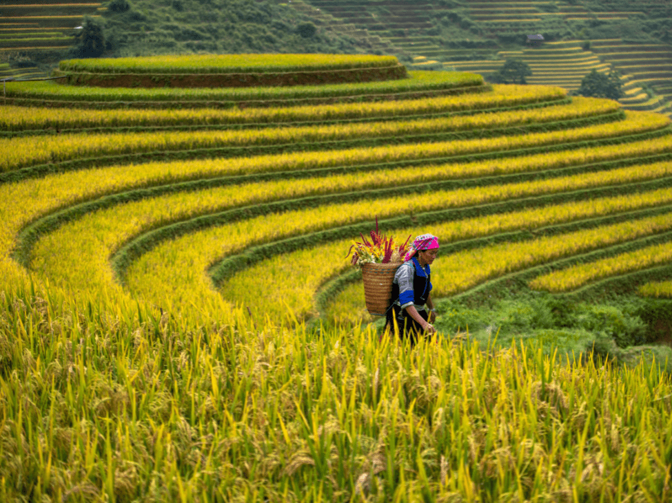 Golden rice terraces in Mu Cang Chai during the harvest season.