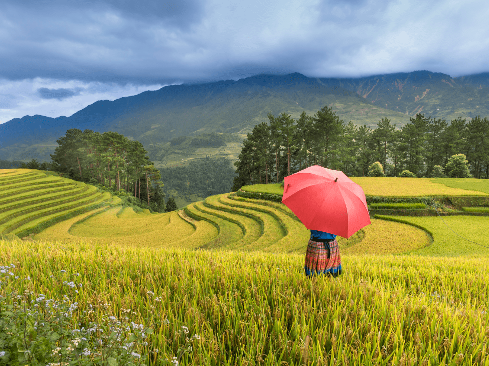 Golden rice terraces cascading down the mountainsides in Sapa.