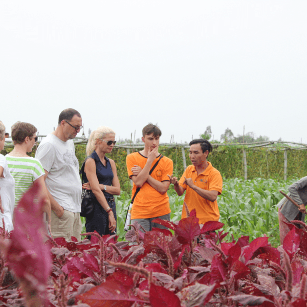 Lush green vegetable beds in Tra Que Village, with villagers tending to their crops under the midday sun.