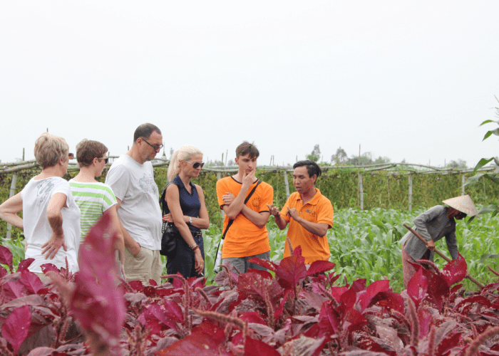 Lush green vegetable beds in Tra Que Village, with villagers tending to their crops under the midday sun.