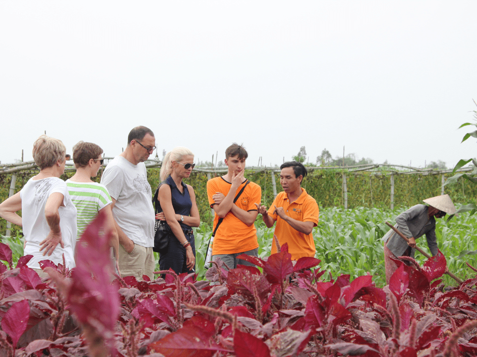 Lush green vegetable beds in Tra Que Village, with villagers tending to their crops under the midday sun.