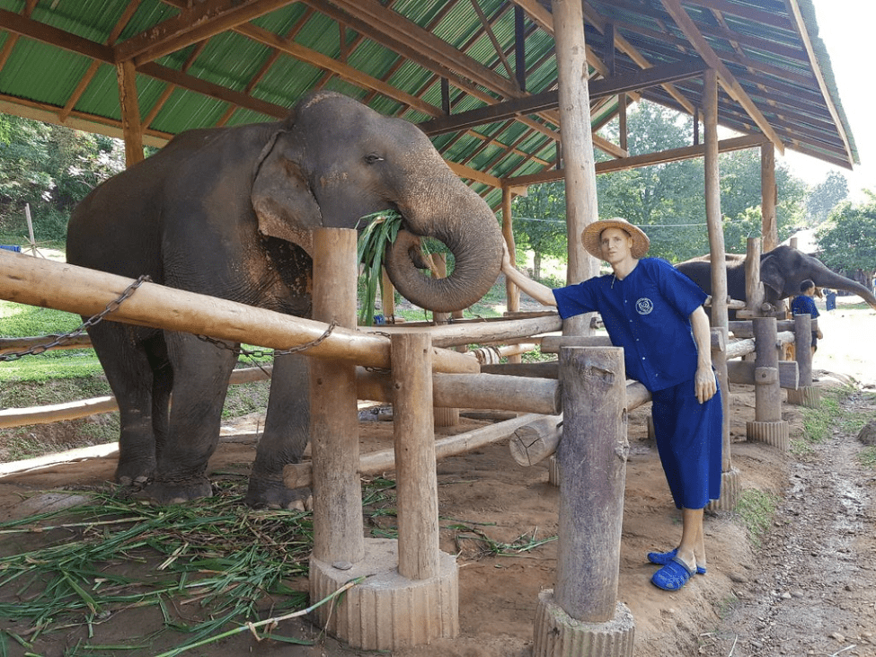 Rescued elephants roaming freely at Elephant Nature Park near Chiang Mai.