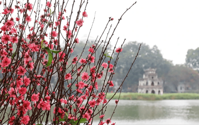 Pink peach blossoms near Hoan Kiem Lake with Turtle Tower in the background during springtime in Hanoi.